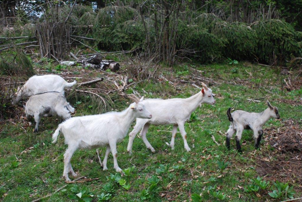 בוהינסקה בלה Farm Stay Dolinar Krainer חדר תמונה