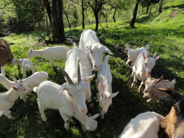 בוהינסקה בלה Farm Stay Dolinar Krainer מראה חיצוני תמונה